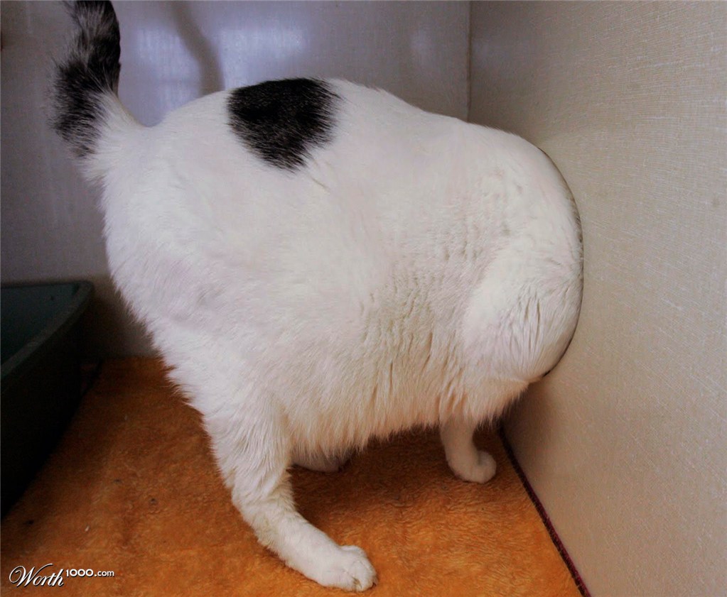 Cat Can't Exit