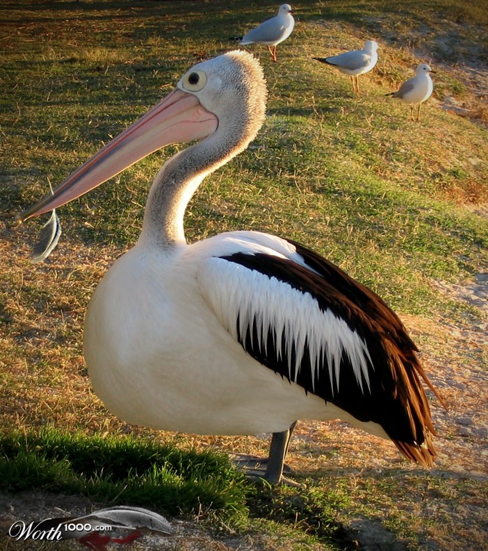 Species: Cannibalus Pelicanus