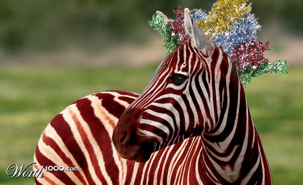 Zebra