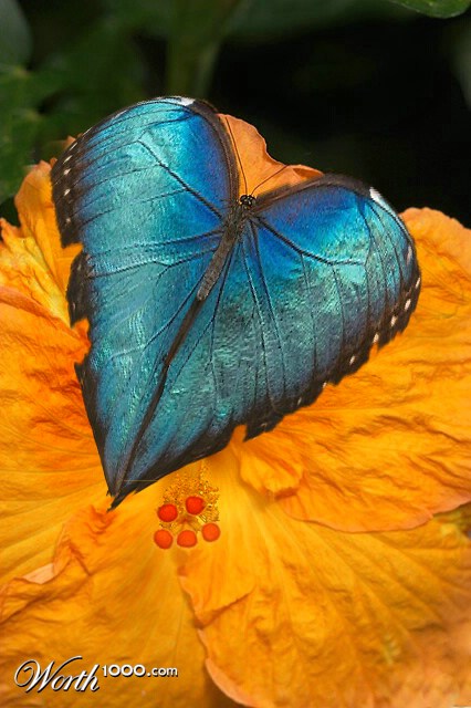 Butterfly heart