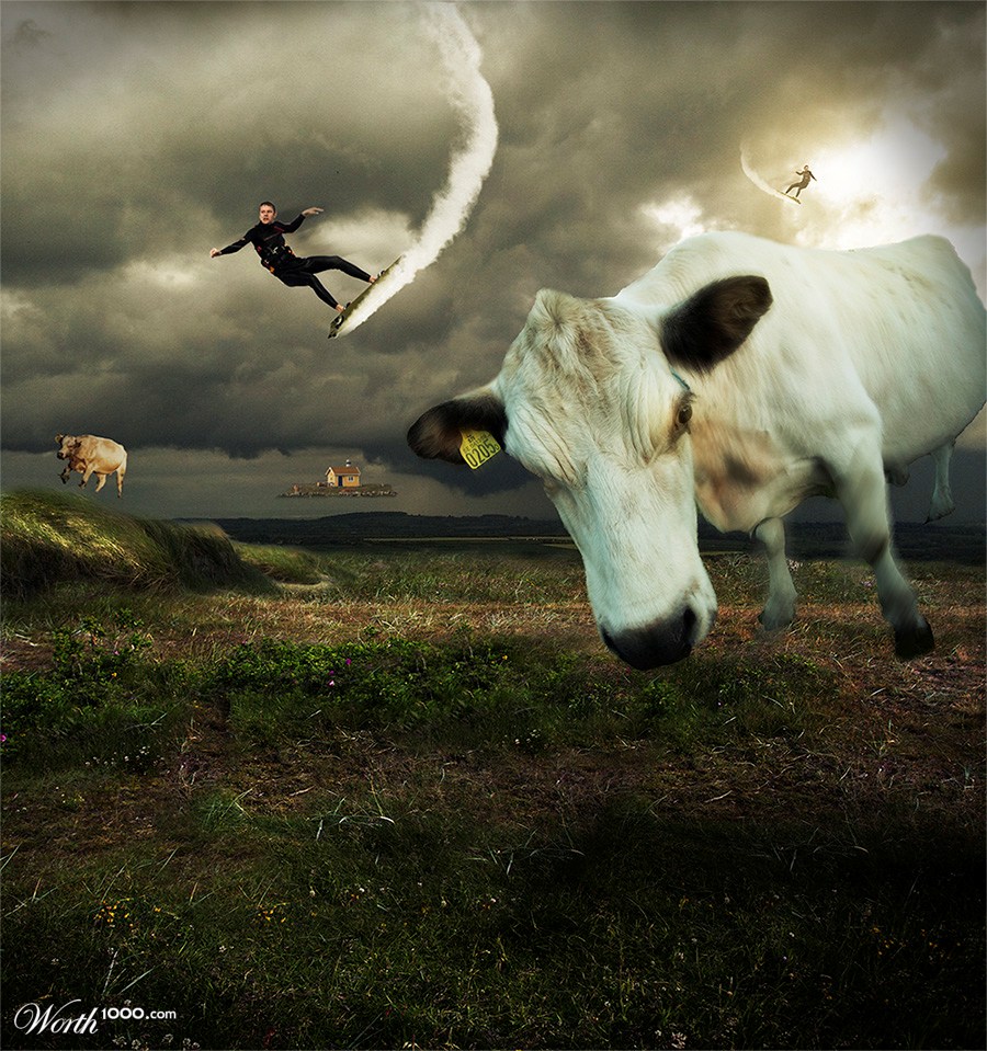 That day cows and surfers lived together in perfect harmony