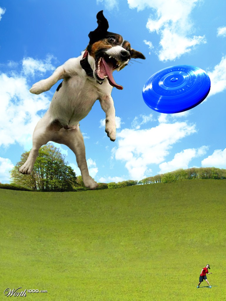 Dog and Frisbee