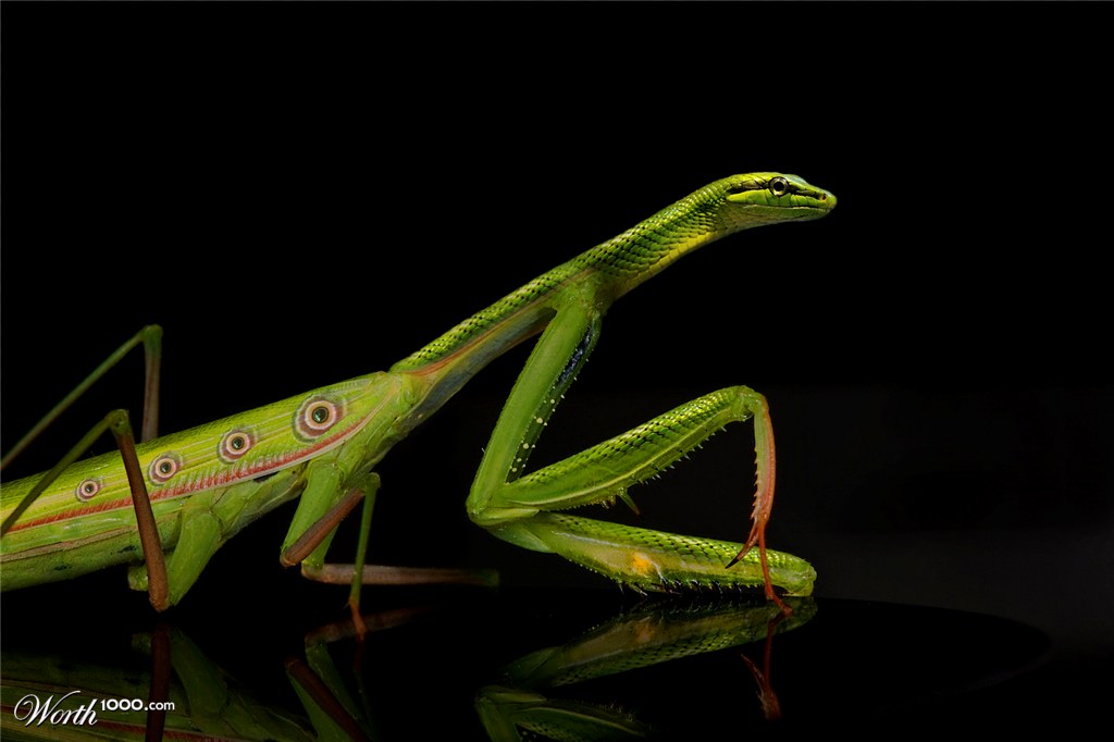 Strange Mantis