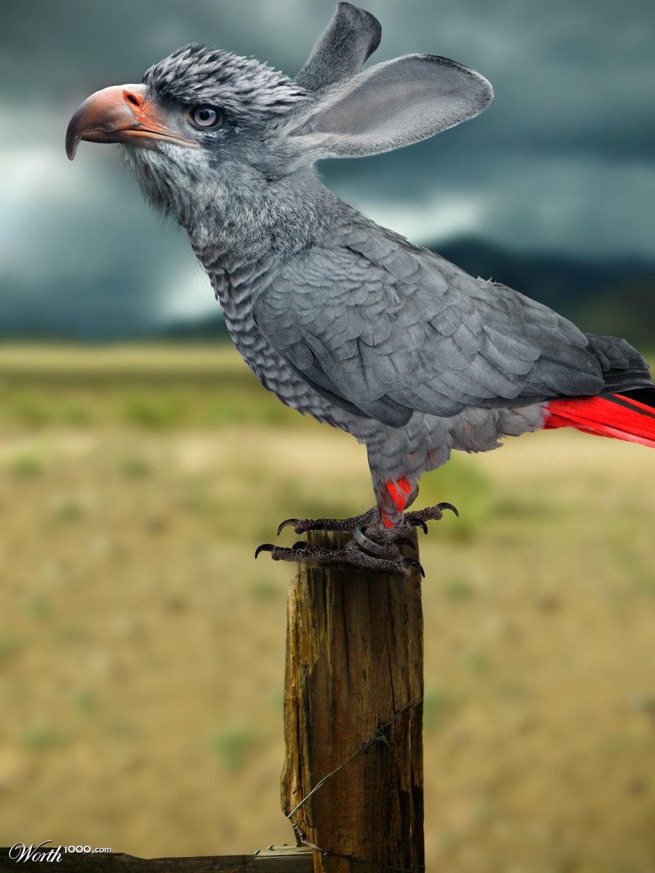 Eagle Parabbit