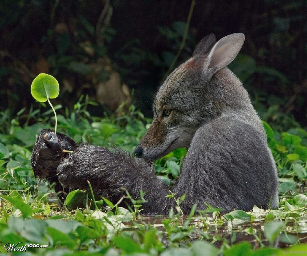 A Sensitive Creature
