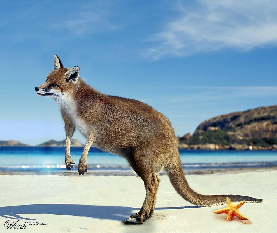 Kangafox Goat