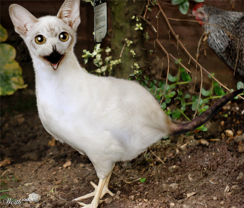 Cat Owl Chicken