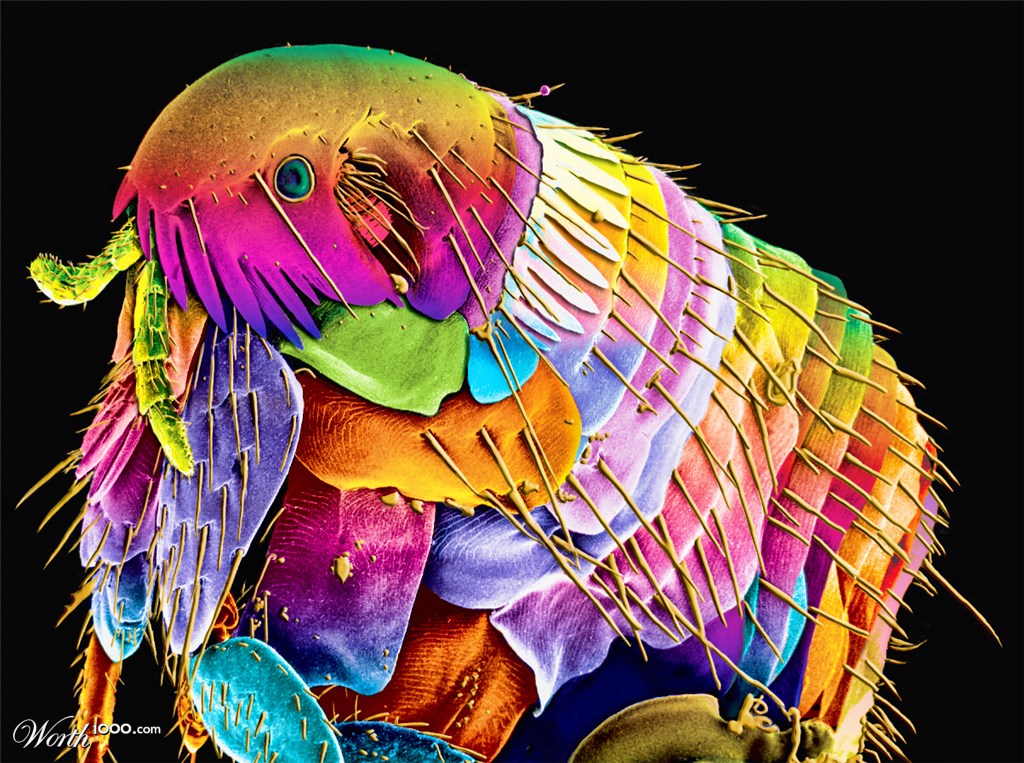 Flea