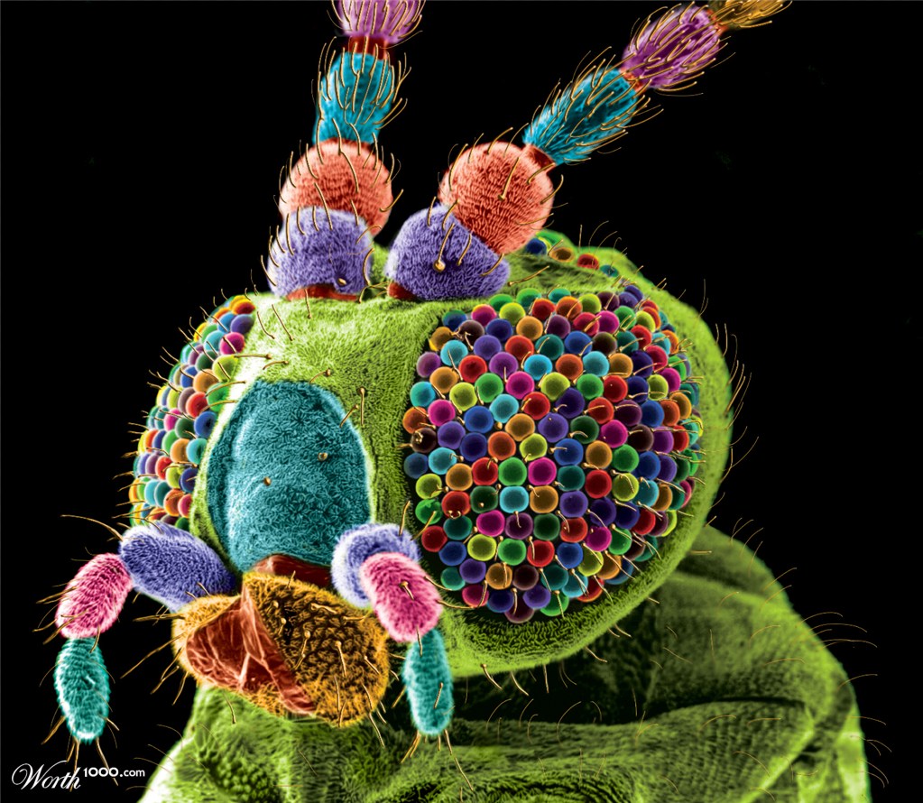 Gall Midge