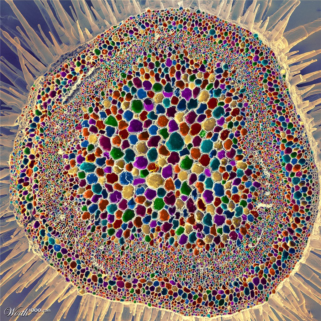 Micro-Macro