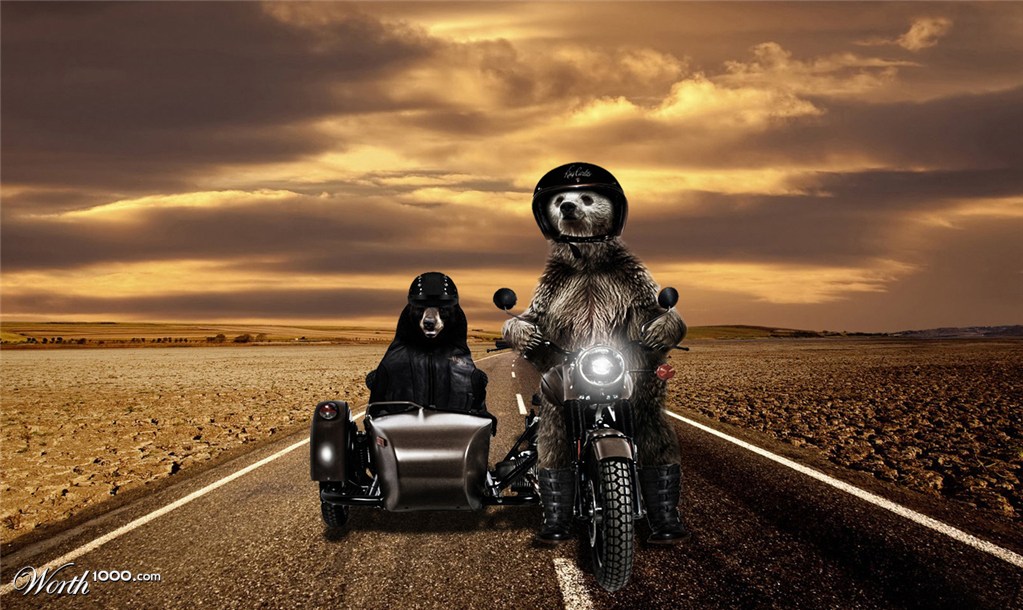 Rider bears