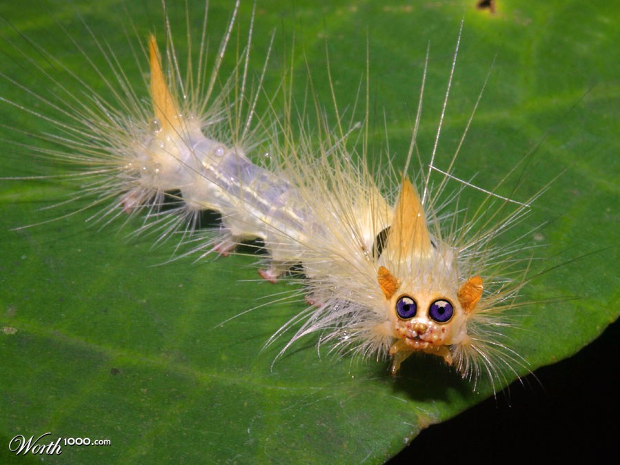 Caterpillartarsier