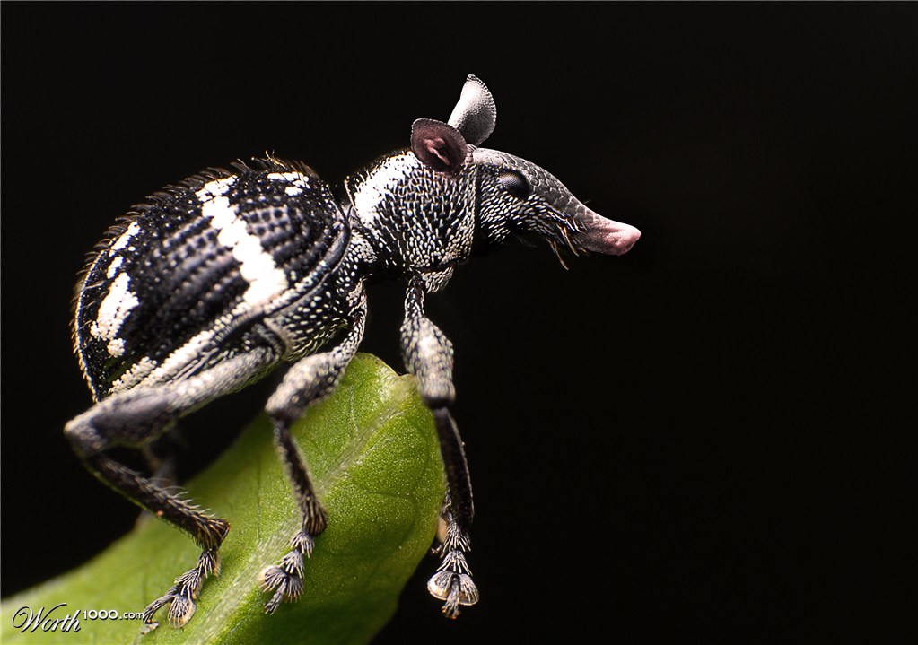 Micro Armadillo