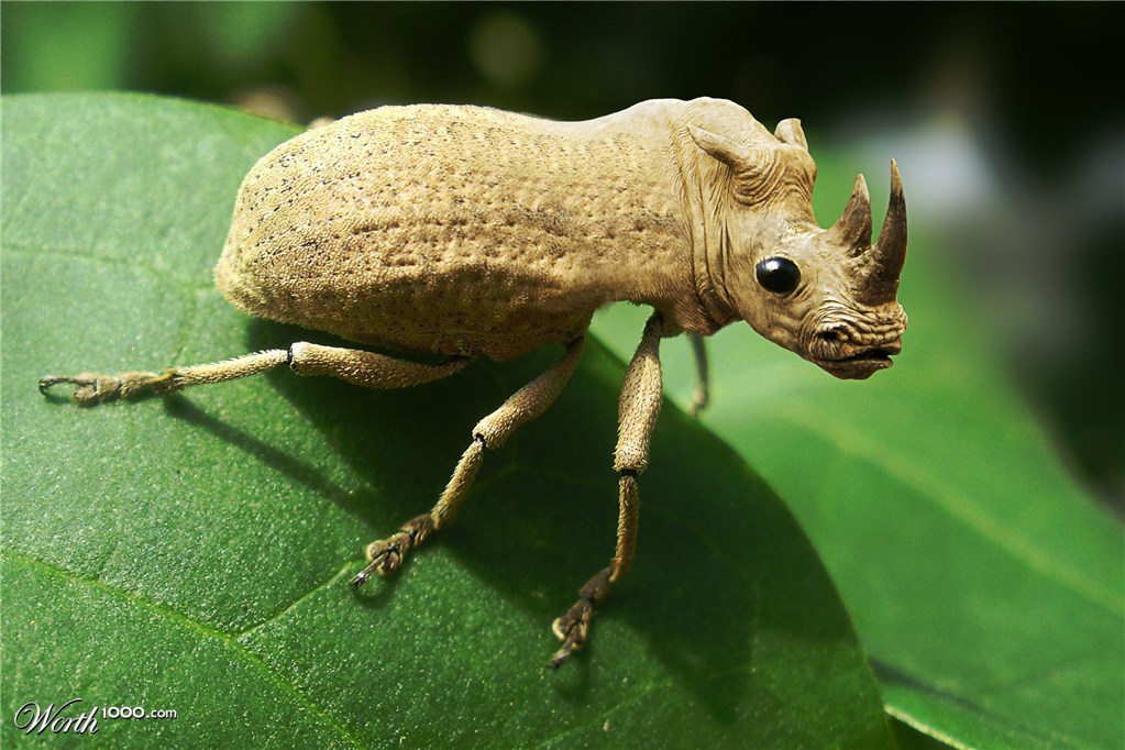 Rhino Insect