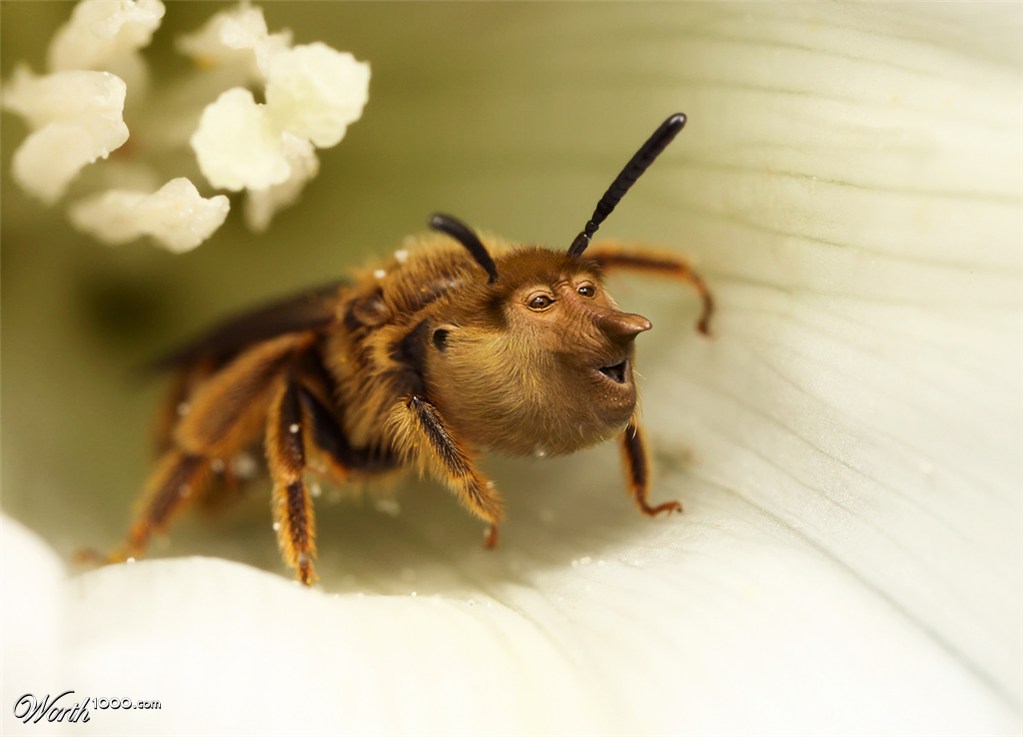 Monkeybee.