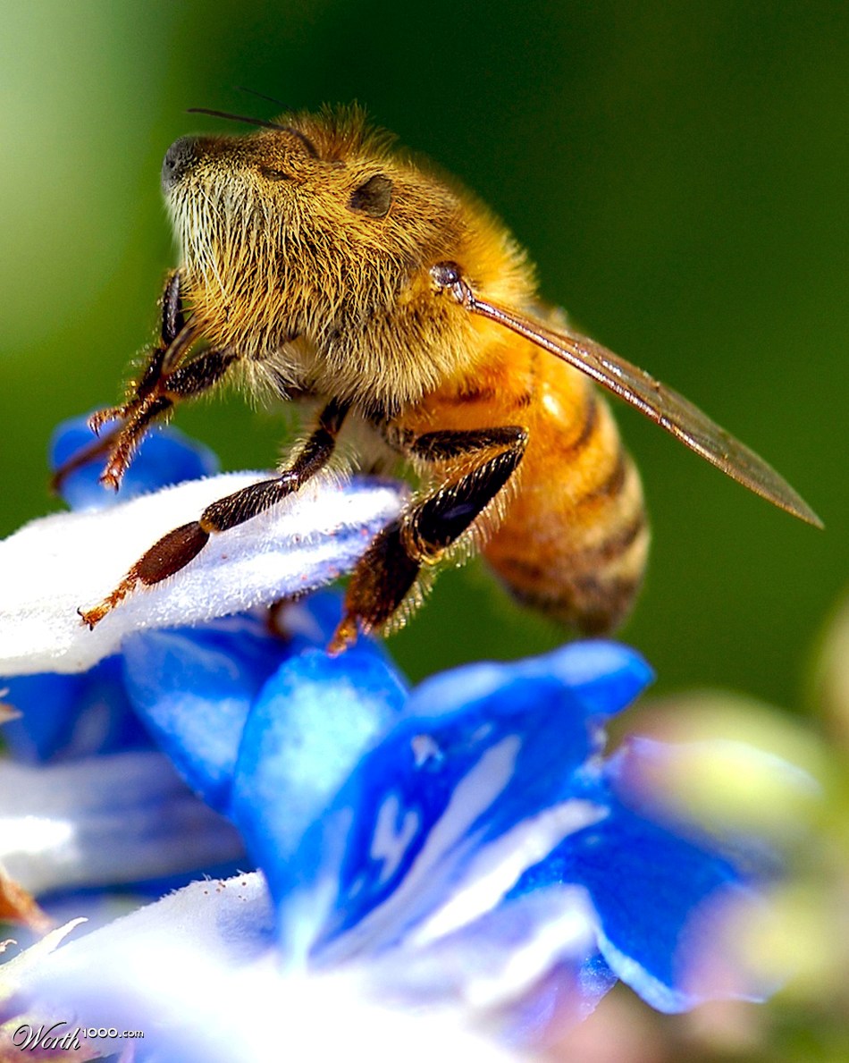 Bee Ver