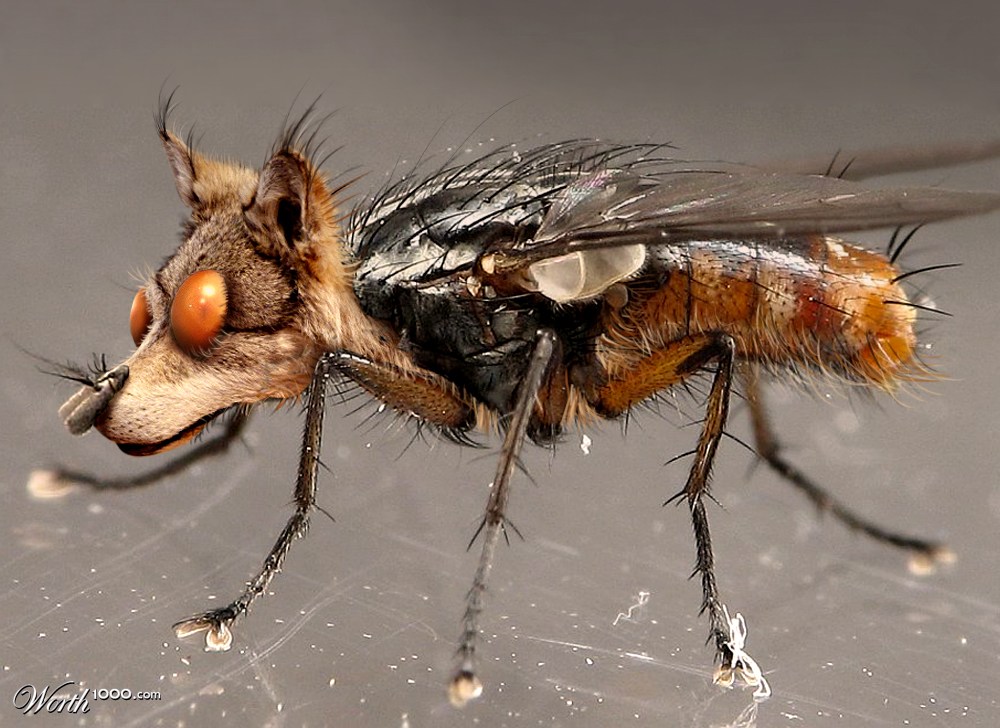 Furry Wolf Fly