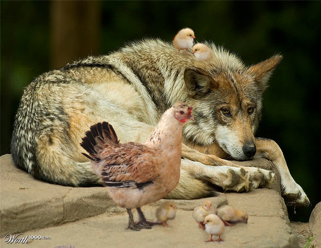 The wolf with ken and chicken