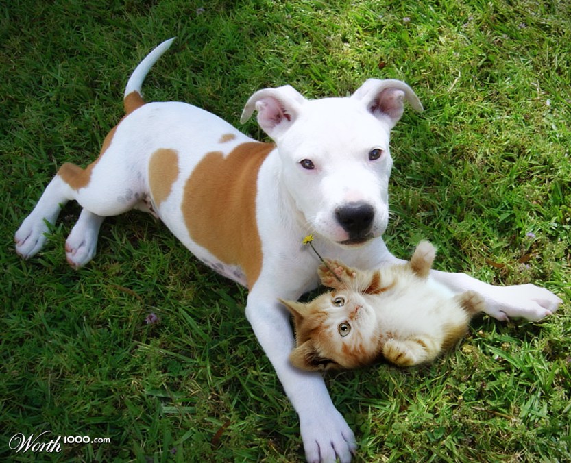 Pitty Puppy and Silly Kitty