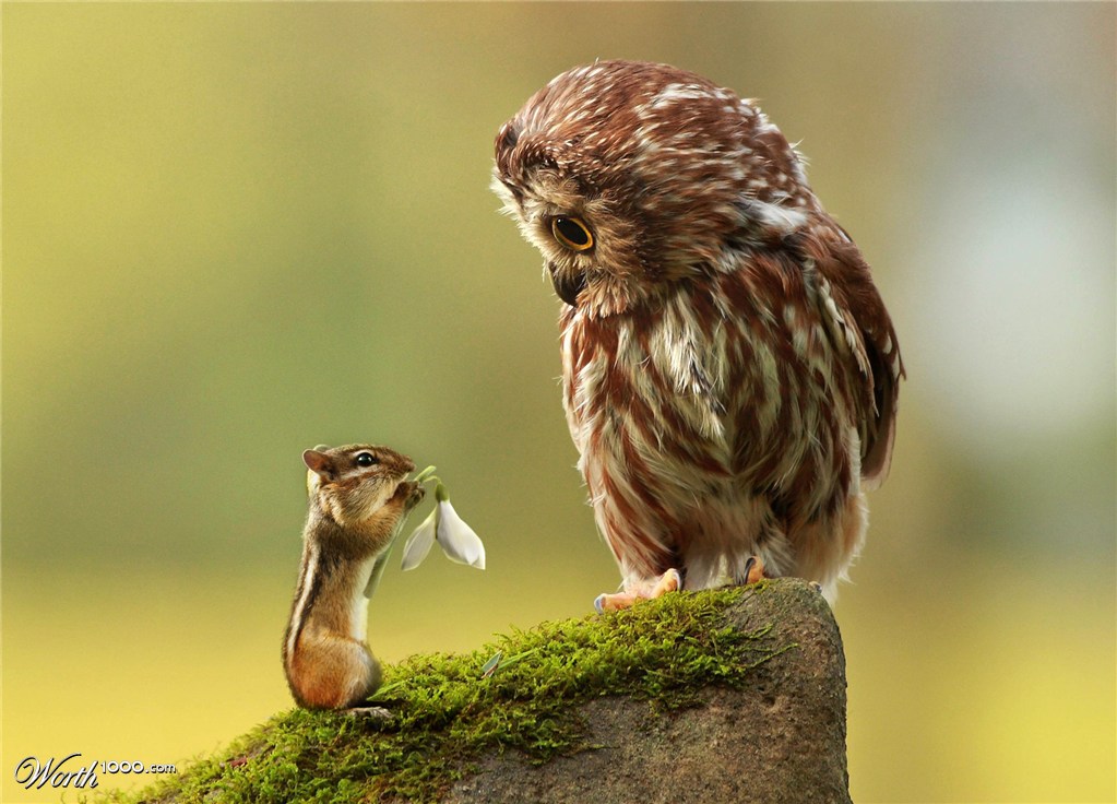 Tender sentiment