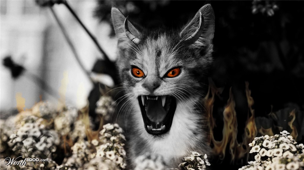 Angry Cat