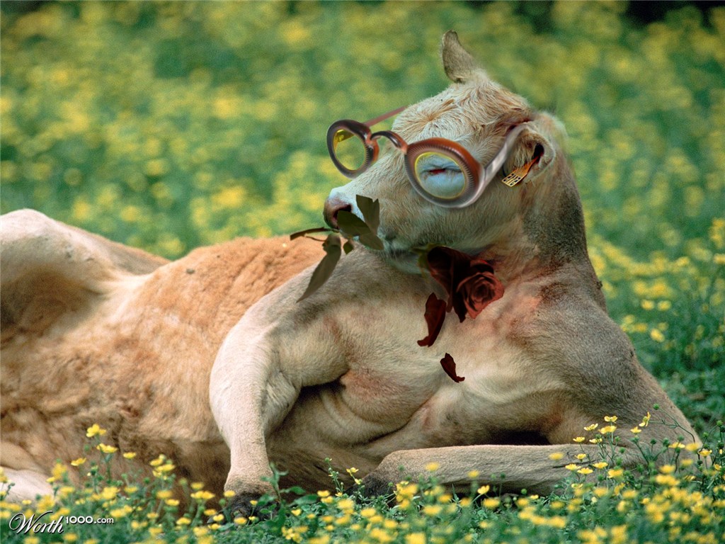 Beef Kangaroo" waiting for her "