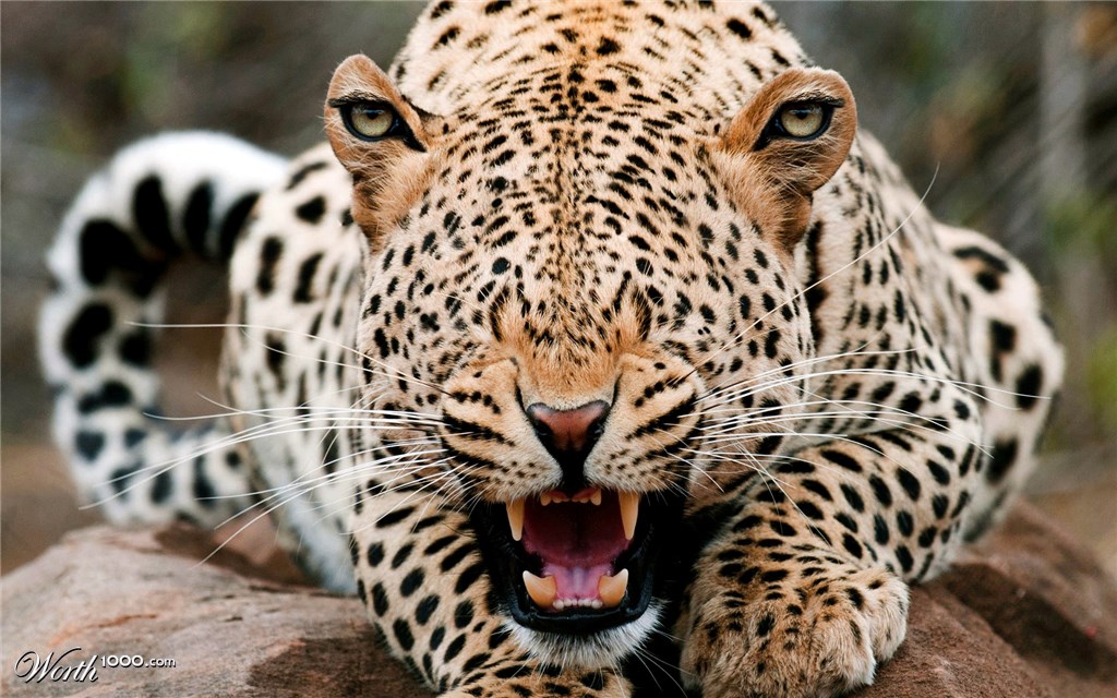 Leopard Eyes