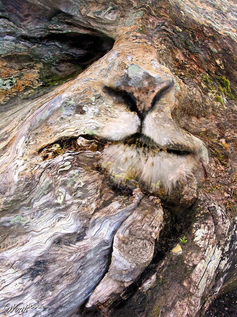 Pareidolia