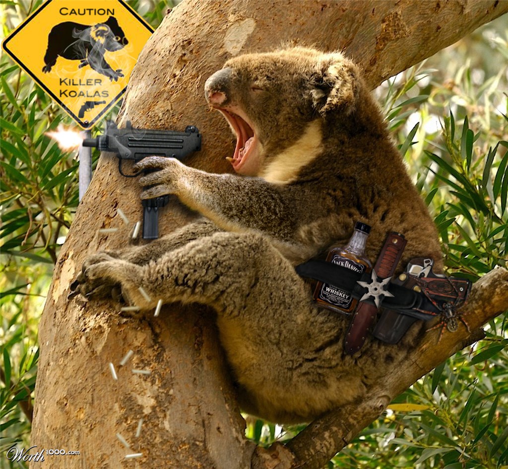 Deadly Koala
