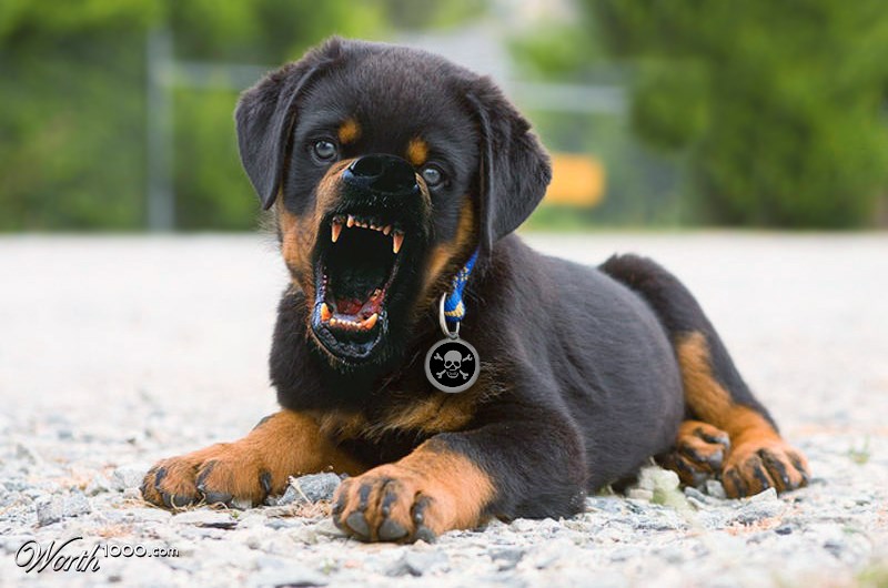 Don't call me puppy