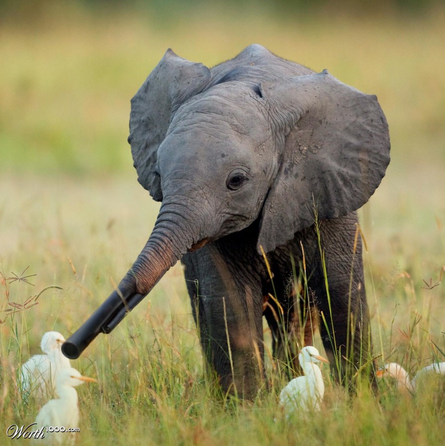 Elephant Gun