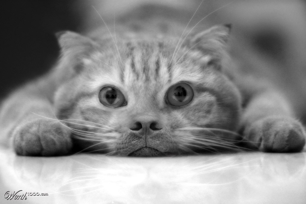 A cat?