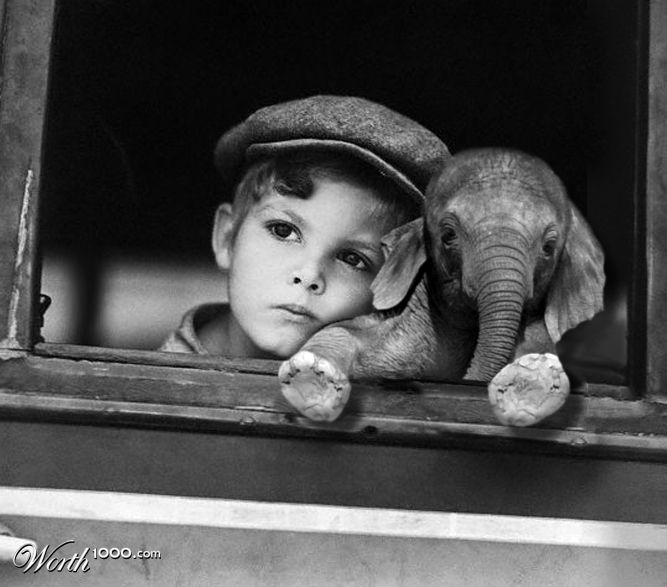 Baby Elephant