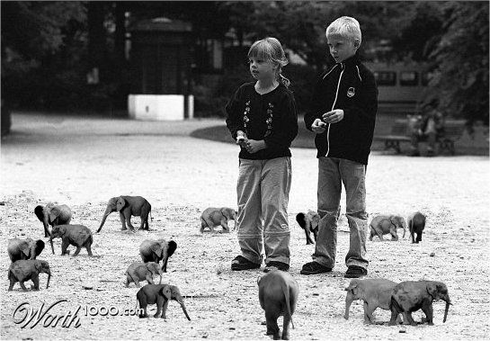 park elephants
