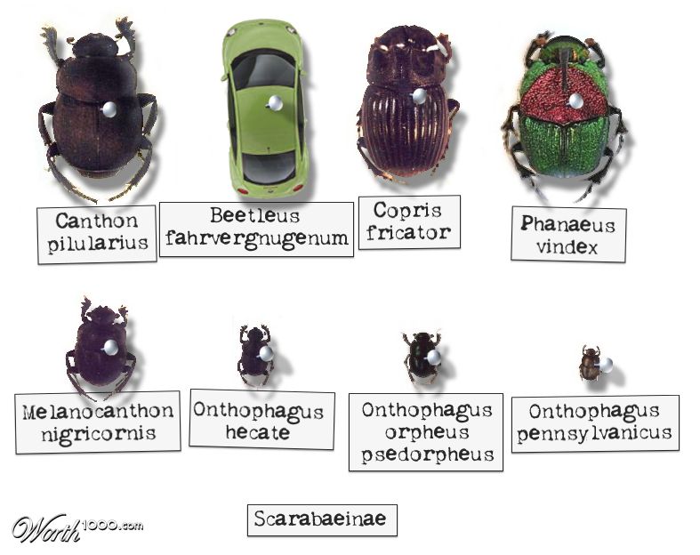 Bug Collection