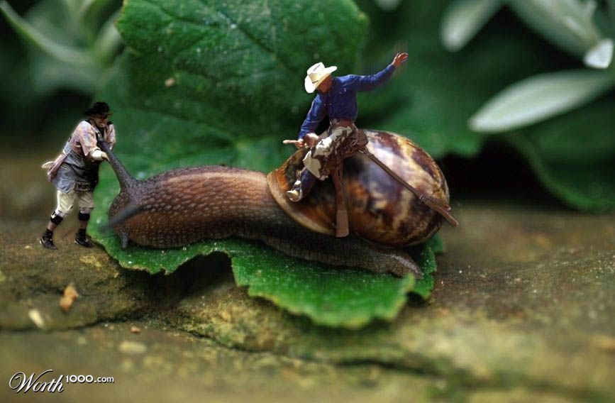 Ride 'em Snailboy