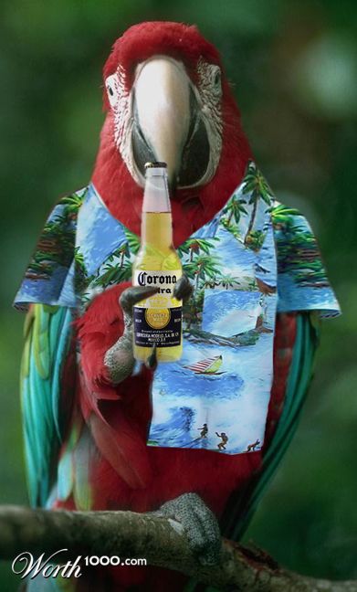 jimmy parrot