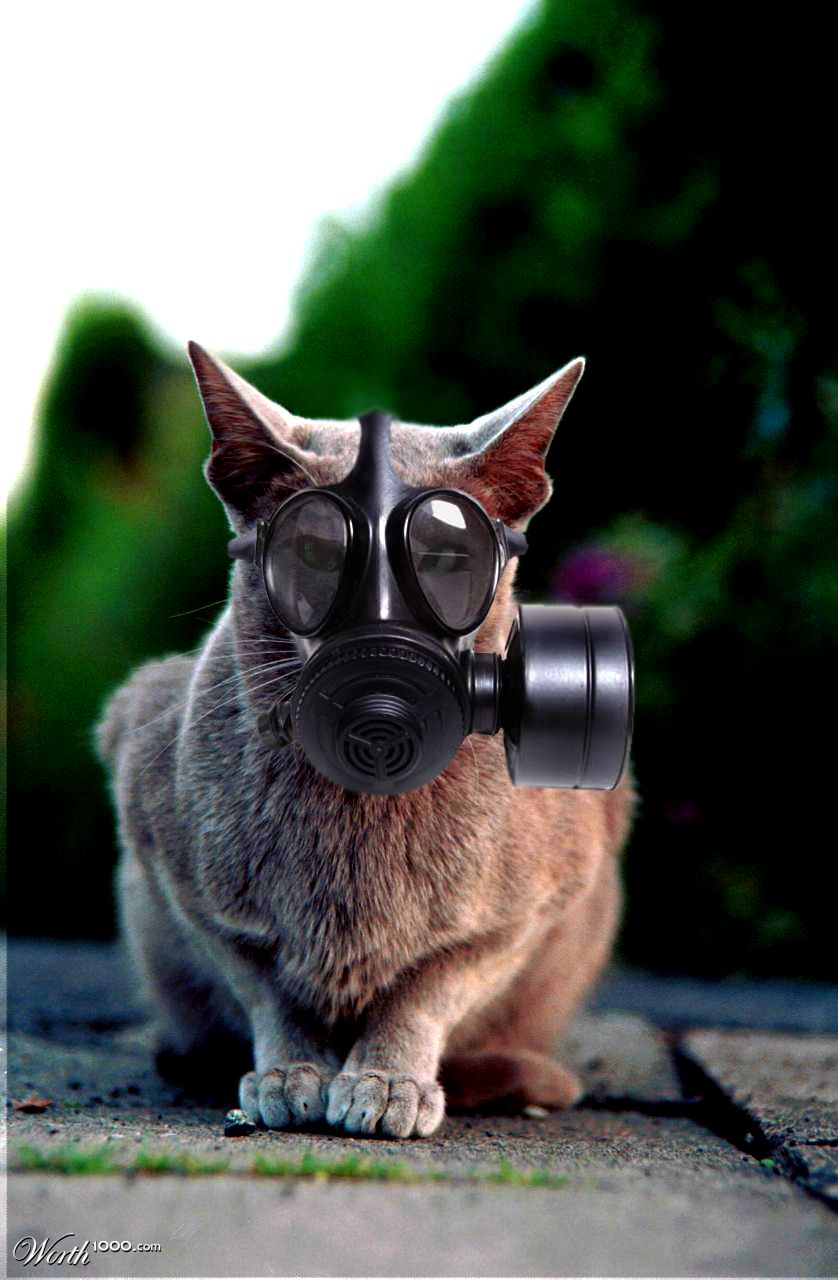 GasMaskCat