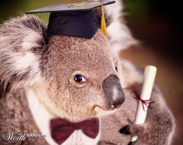 koala kollege