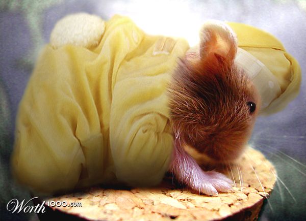 Baby Hamster?