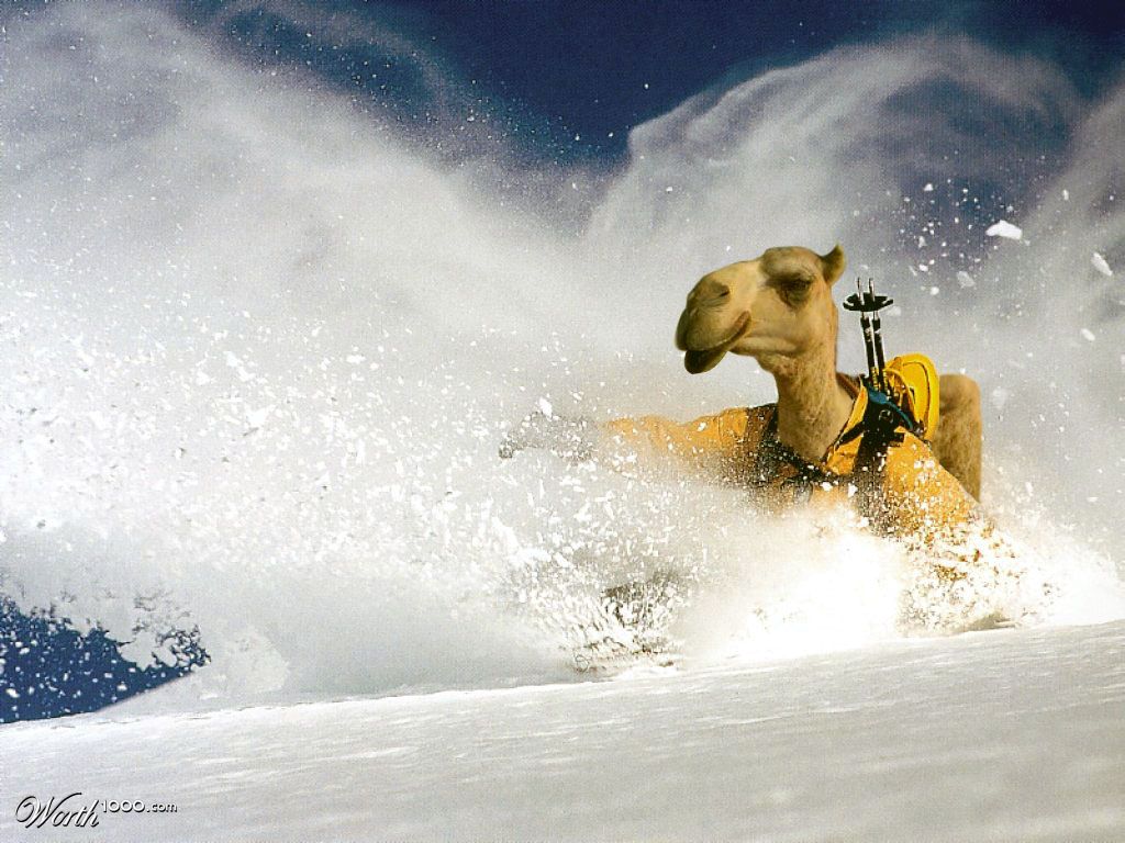 Camel�s Dream
