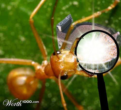 Ant's Dream