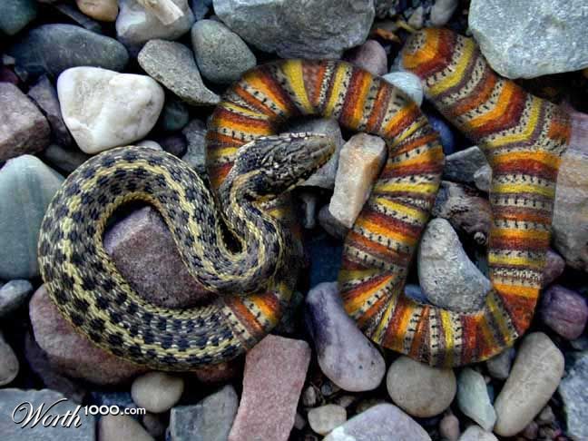 Snake