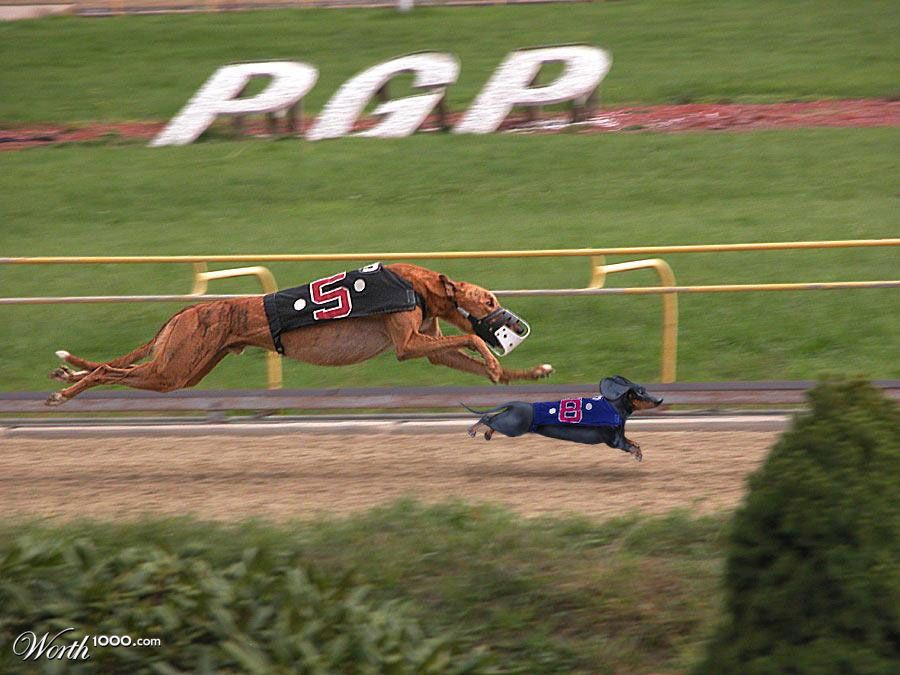 Dachshund Dash!