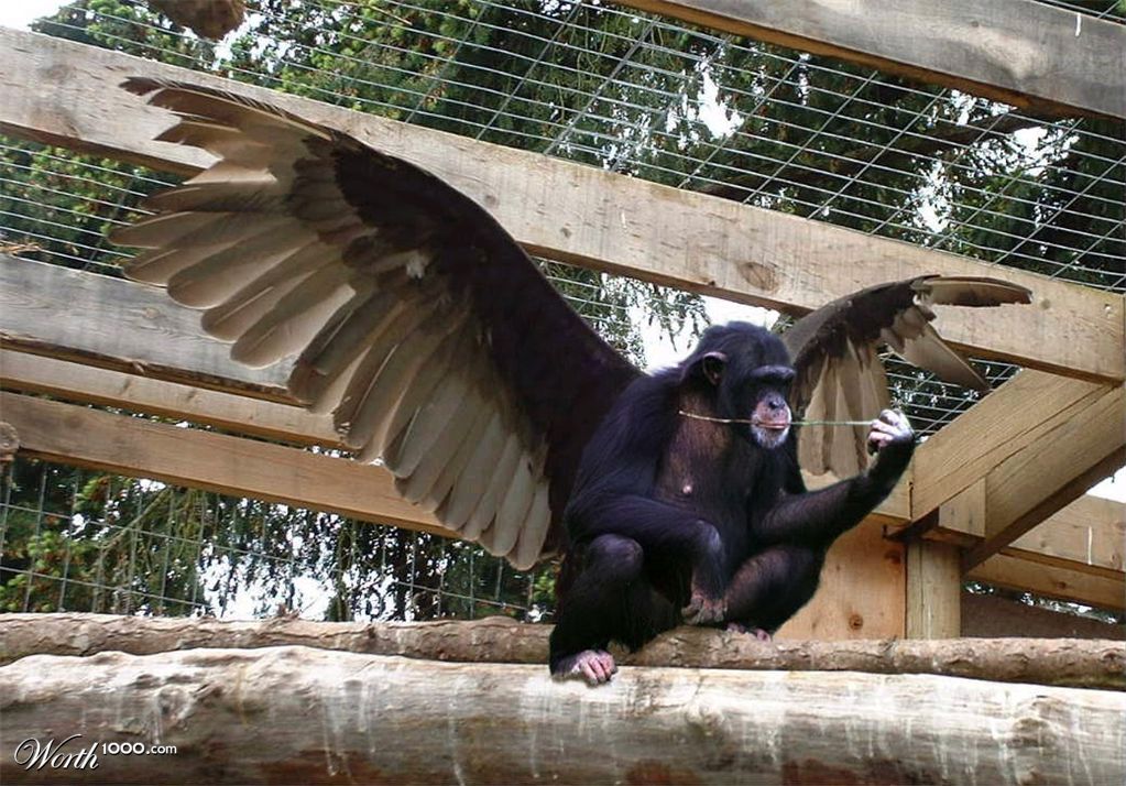 Flying Monkey