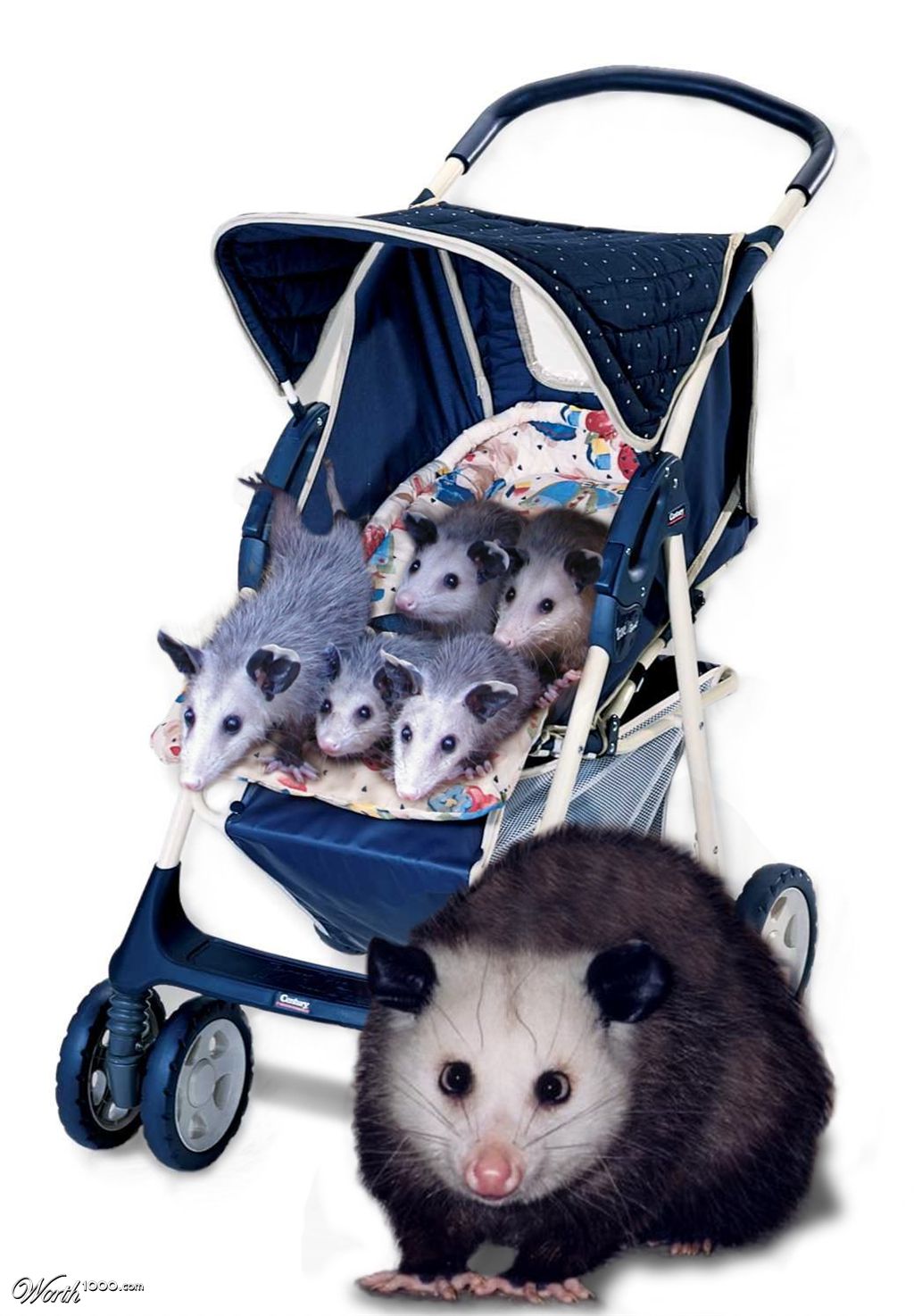 Opossum Stroller