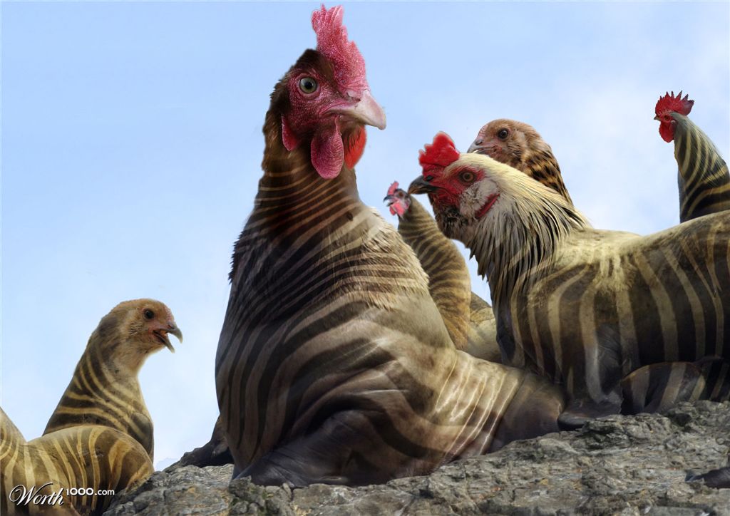 Chicken � Zebra � Lion Marine