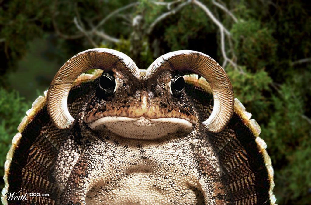 Horned Turkey Toad