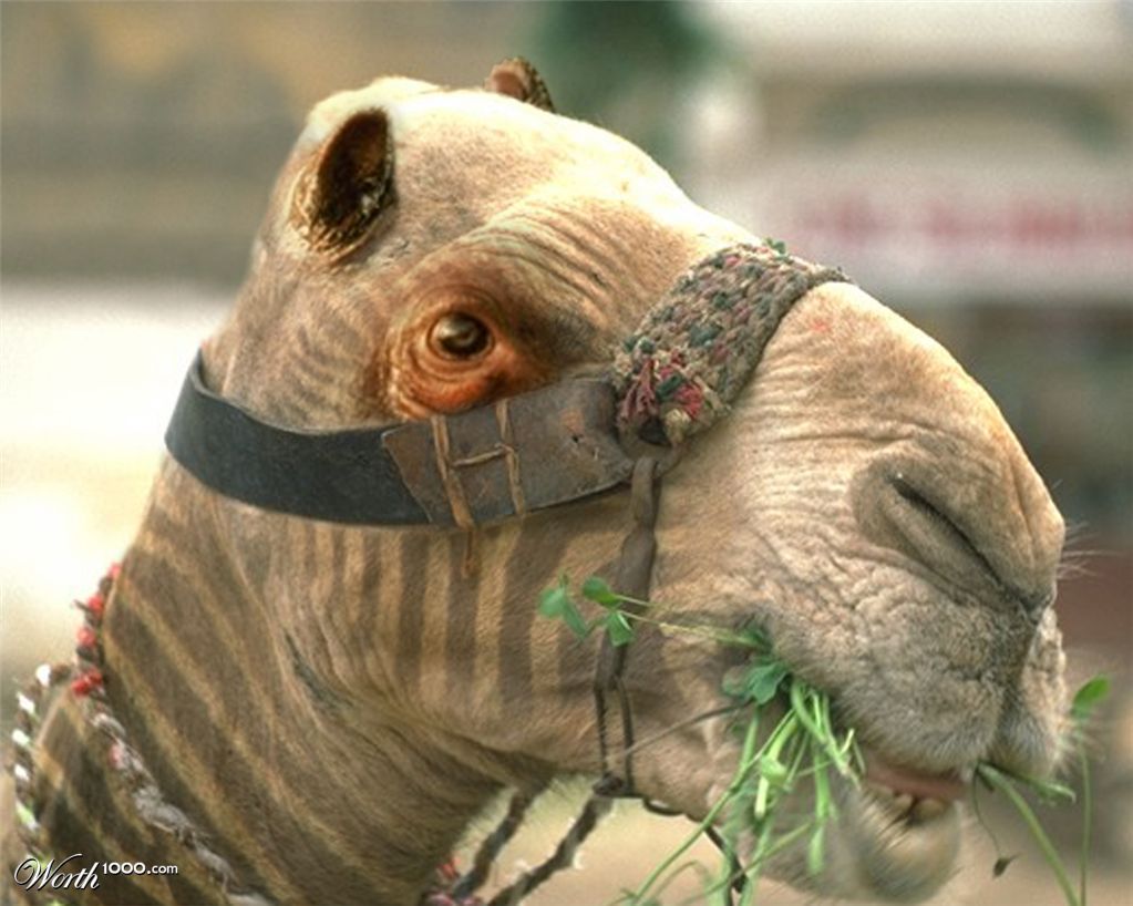 Animal mix-up