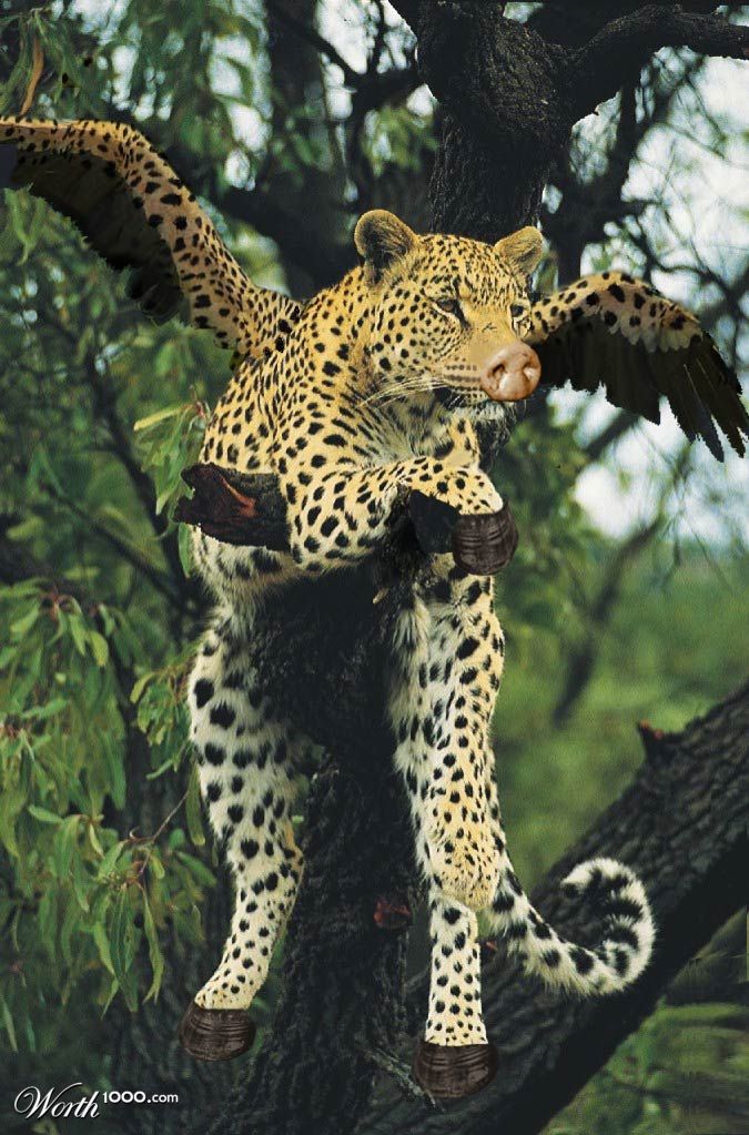 4animals